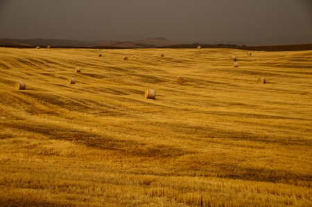 Field of gold hay in tuscany, Italyの写真素材