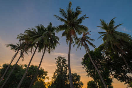 tree coconutの写真素材