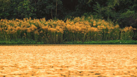 Grass, river, imagination