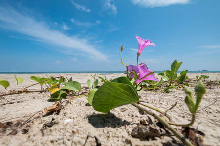 mall pupil flowers on a beach with sea in summer