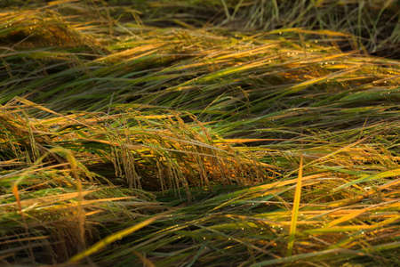 Rice falling down the wind in Thailand