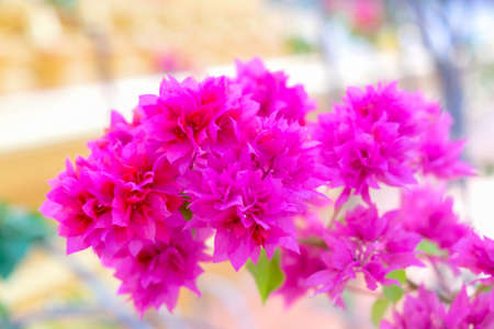 Flowering bougainvillea in flower gardenの写真素材