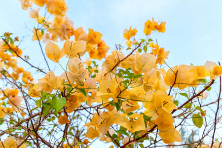 Flowering bougainvillea in flower gardenの写真素材