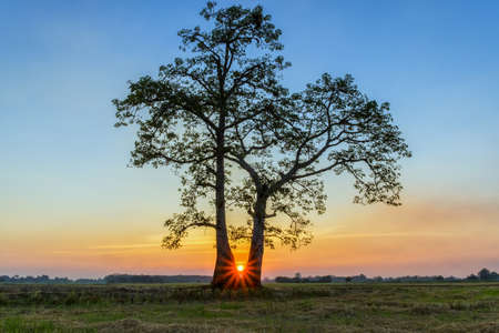 The sunset behind a tree stands alone in the cornfield Thailandの写真素材