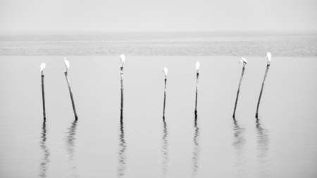 Back and white picture beautiful Seagull the Beach Thailandの写真素材