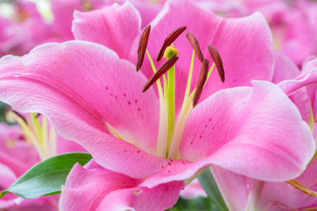 pink lily flower in garden background,pink flower backgroundの写真素材