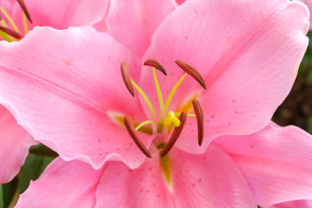 pink lily flower in garden background,pink flower backgroundの写真素材