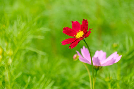 Cosmos flowers in the park , Beautiful flowers in the garden, colorful dayの写真素材
