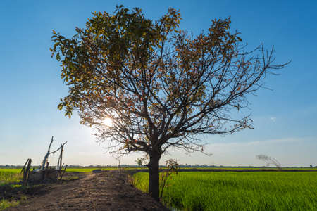 Lonely tree with green rice field with blue skyの写真素材