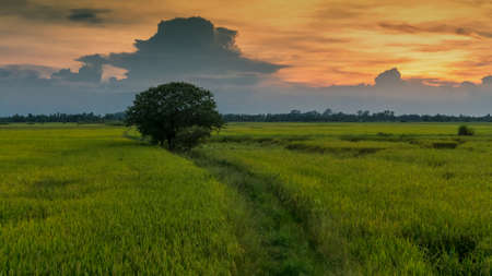  Single tree in the field at sunsetの写真素材