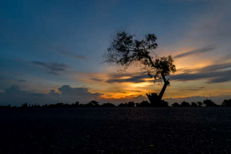  Silhouette lonely tree during sunset with ray of lightの写真素材