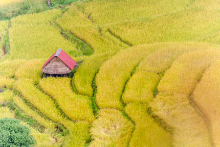 Rice terracesの写真素材