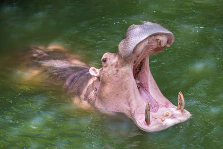 Hippopotamus showing huge jaw and teeth