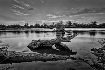  Stump Water  Monochromeの写真素材