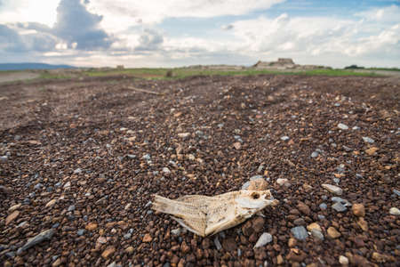  Dried fish dieの写真素材