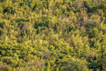 forest background, bright green leavesの写真素材