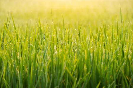 drops of dew on a green grassの写真素材