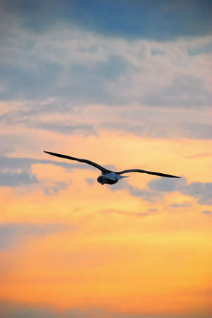 The back of Seagull flying  at Bangpoo Samut Prakan thailandの写真素材