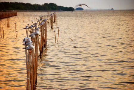 Group of seagulls on the wooden poleの写真素材