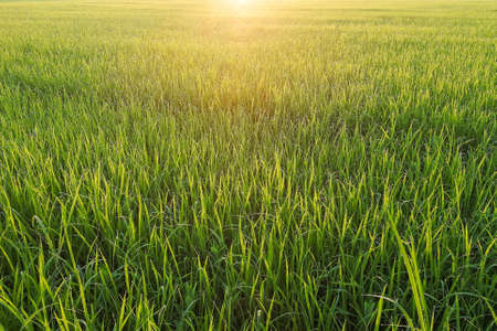 The beautiful green rice fields and sunrise