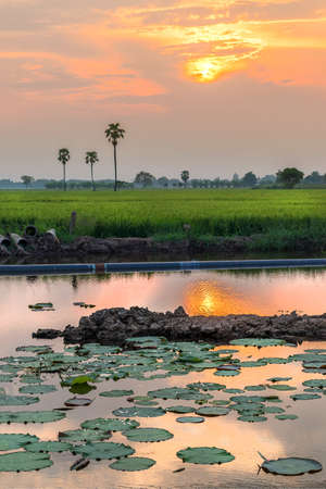 The beautiful green rice fields and sunriseの写真素材