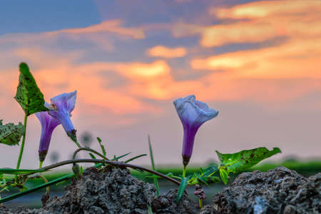 Ipomoea aquatica, Swamp cabbge, Swamp cabbage white stem, Water morning glory, The background is sunset. の写真素材