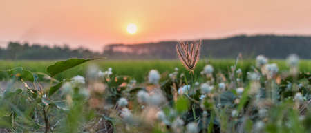 flower/grass flower with sunset light, Beautiful flowers by the wayside.  Swollen finger grass