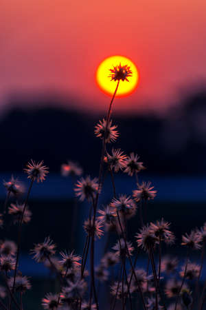 Close-up of grass flower with a background in the center of the sun, at sunsetの写真素材