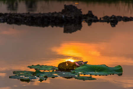 Close up lotus leaves in the pond at sunsetの写真素材