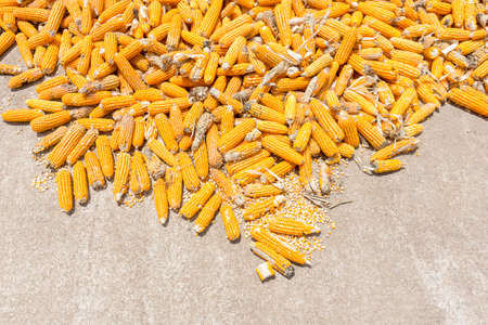 Corn plants,Corn mill, Corn and Grain Handling or Harvesting Terminal. Corn Can be Used for Food, Feed or Ethanolの写真素材