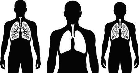 Human silhouette with internal organs. Respiratory system anatomy concept. Breathing process visualization. Healthy and sick lungs inside human chest. Health care and disease vector illustration.のイラスト素材