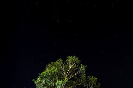 Dark sky with green treeの写真素材