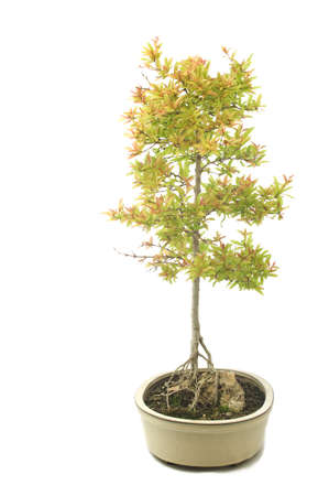 Bonsai of seeded with roots on rockの写真素材