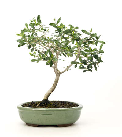 Bonsai of olive in green flowerpotの写真素材