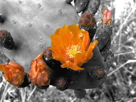 Flower against black and white fundの写真素材