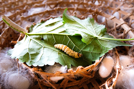 Silk Originの写真素材