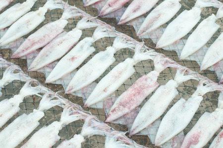 dry squidの写真素材