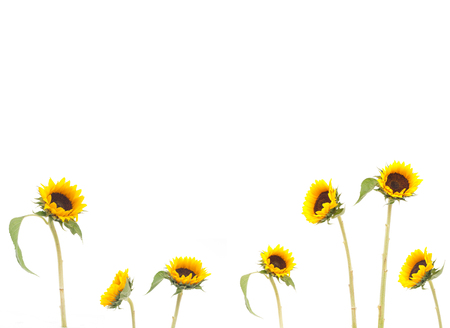 sun flower isolatedの写真素材