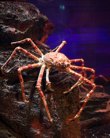 King Crab in deep cold water