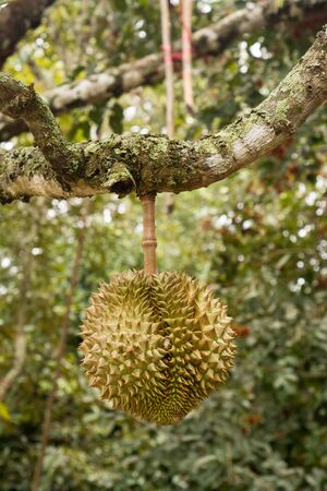 Fresh durian in the orchardの写真素材