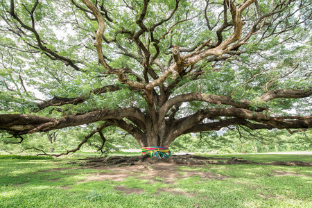 big treeの写真素材