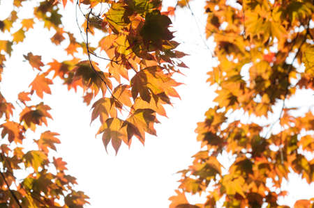 red leaves in autumn