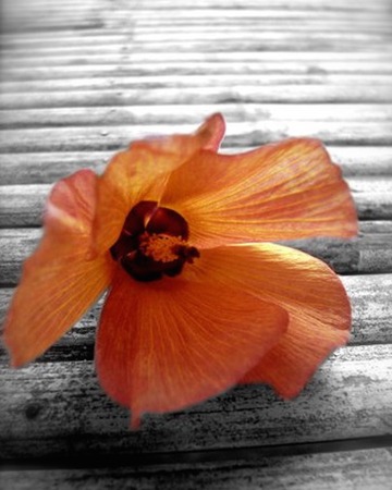 Hibiscus flowersの写真素材