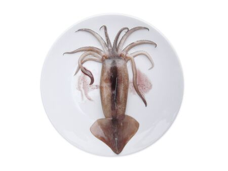 squidの写真素材