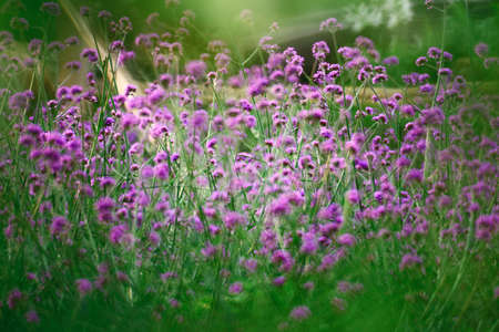 blooming flowersの写真素材