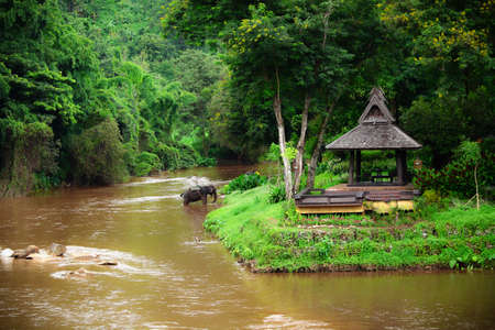 jungle in thailandの写真素材