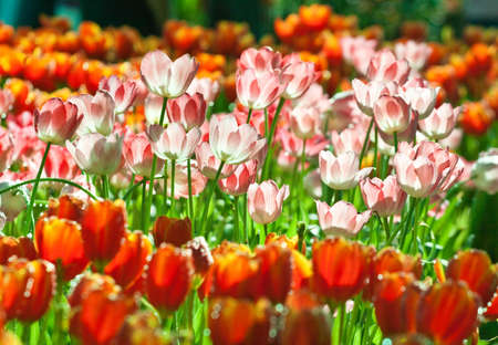 Fresh tulip in the garden with natural lightの写真素材