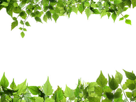 Natural leaves top and bottome borderの写真素材