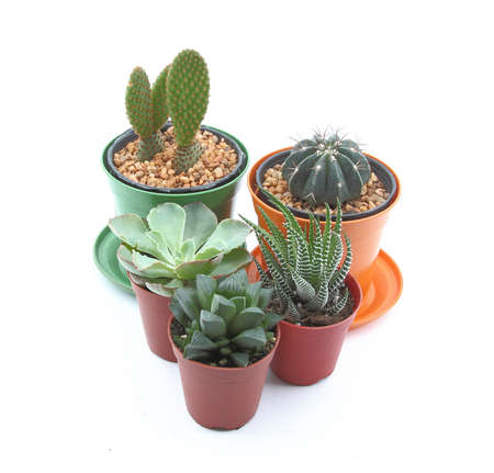 Baby plant in the pot on white backgroundの写真素材