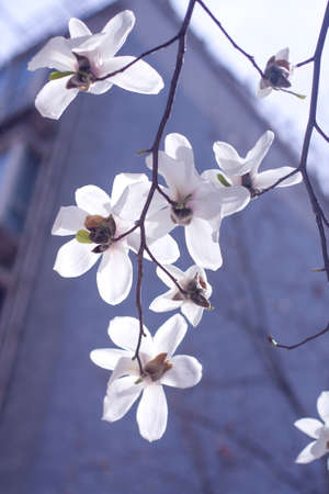 White magnolia blossoms on a tree branch in spring. High quality photoの写真素材
